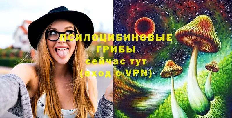 mega tor  наркота  Камешково  Псилоцибиновые грибы Psilocybine cubensis 